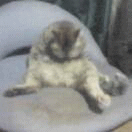 c0005007_5222960.gif