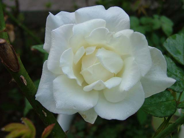 c0045227_23444648.jpg