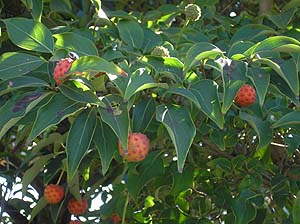 ヤマボウシの実　Cornus kousa_d0016347_3174548.jpg