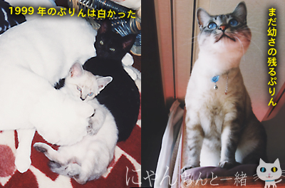 嘘つきぷりん_e0031853_0313466.jpg