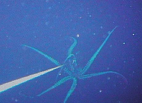 ★巨大ダイオウイカを世界で初撮影 日本人研究者(^ー^)_b0013789_1233216.jpg