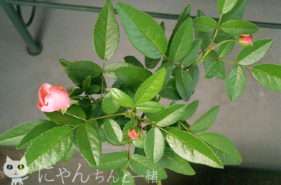 e0031853_2495563.jpg