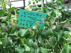 熱帯植物園のピンクレディー_a0000054_21421525.jpg