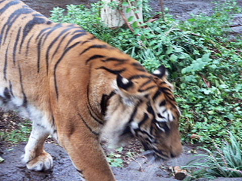 e0086860_11279.jpg