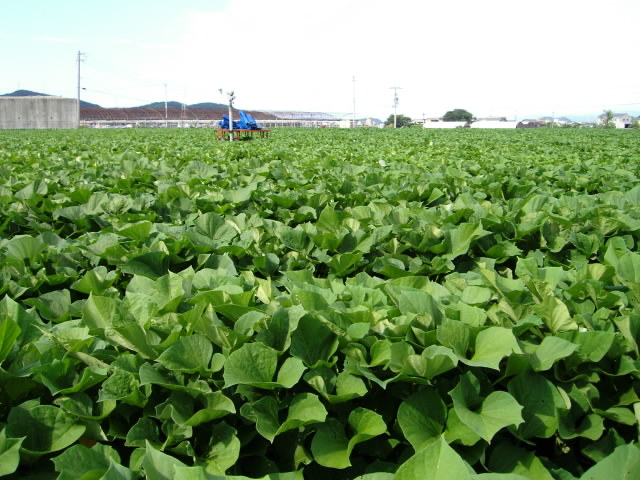 e0009772_01246.jpg