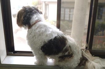 b0054283_13165365.gif
