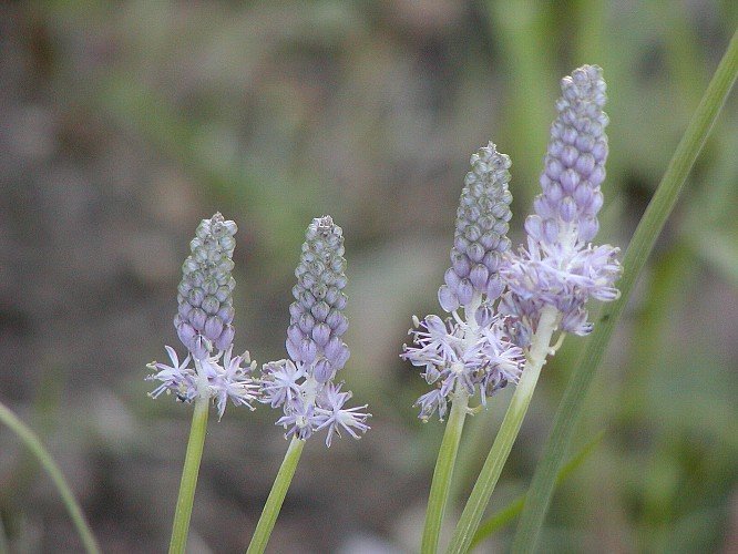 蔓穂 つるぼ 岬の花暦 蔓穂 つるぼ 岬の花暦