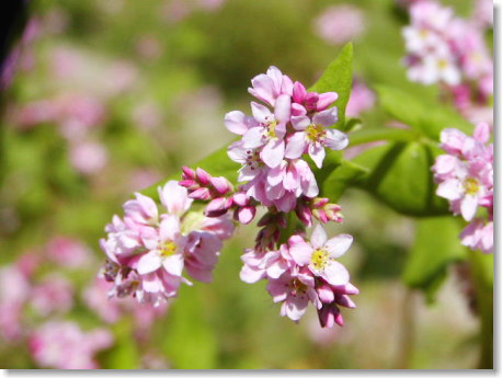 蕎麦の花_b0066985_162712.jpg