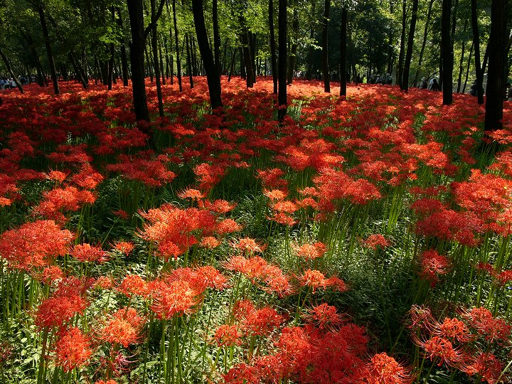 巾着田曼珠沙華公園 _e0000746_87986.jpg