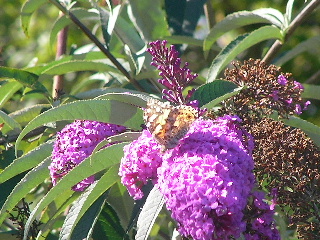 b0059565_13481146.jpg