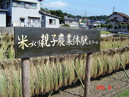 親子米づくりの収穫の喜び_d0007071_21462014.jpg