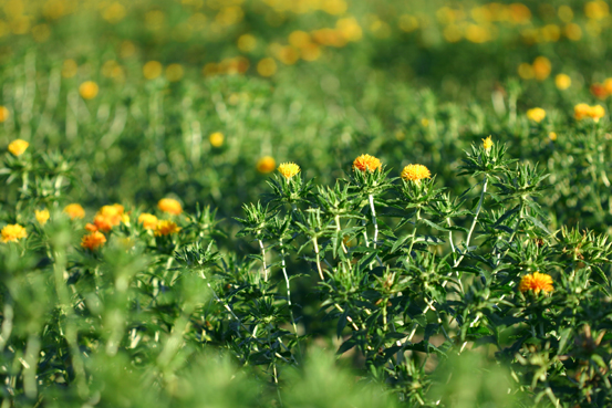 べに花（山形県東根市）_d0048189_2195544.jpg