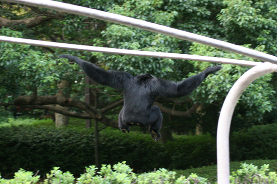 フクロ大サーカス_b0016600_1231866.jpg