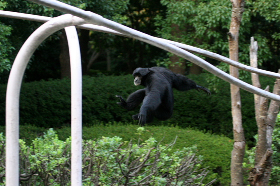 フクロ大サーカス_b0016600_1233062.jpg