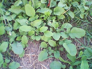 b0056000_22495036.jpg