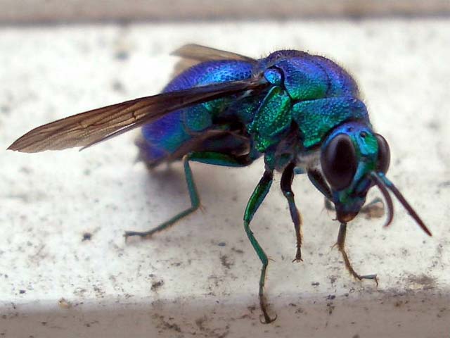 ブルーで美しいハエ 昆虫ブログ むし探検広場