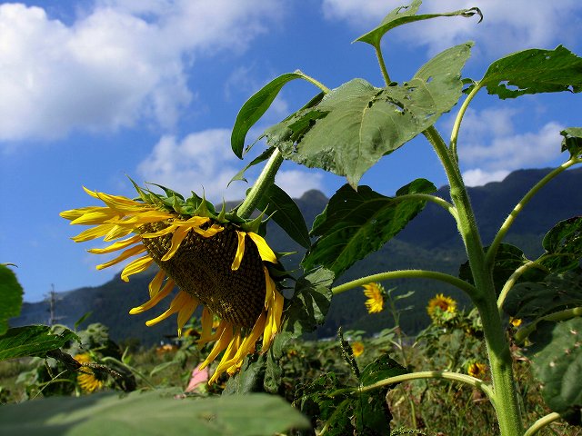 夏の名残_b0037717_0464714.jpg