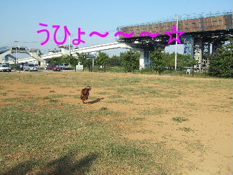 舎人公園ドッグラン_c0061923_075574.jpg