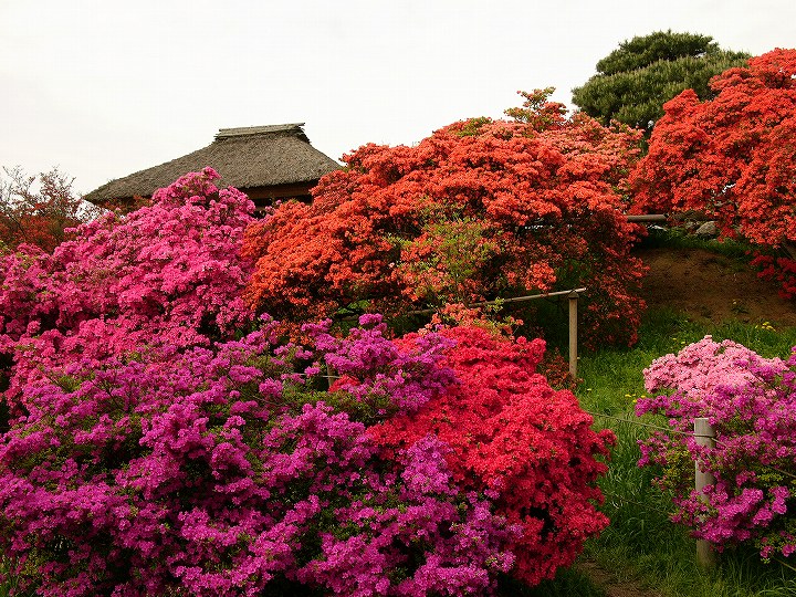 躑躅って…　群馬県館林市_e0000746_14353041.jpg