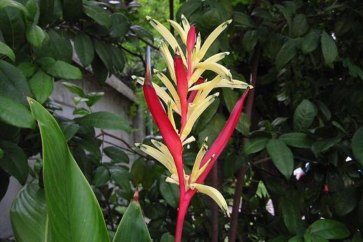 世界の花 22 ヘリコニア えるだま 世界の国から 世界の花 22 ヘリコニア えるだま 世界の国から