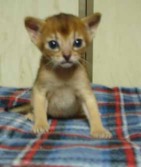 アビシニアン子猫3週目_e0033609_18163513.jpg