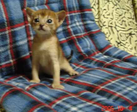 アビシニアン子猫3週目_e0033609_18165827.jpg