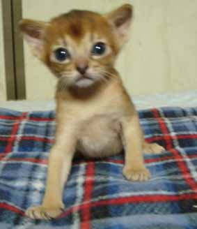 アビシニアン子猫3週目_e0033609_18184542.jpg