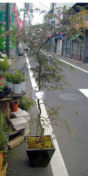 入荷情報_d0029716_21271767.jpg