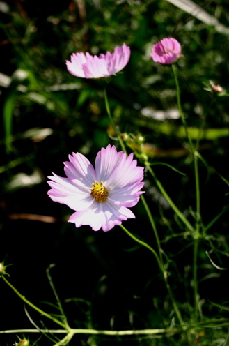 Cosmos_b0027055_13254174.jpg