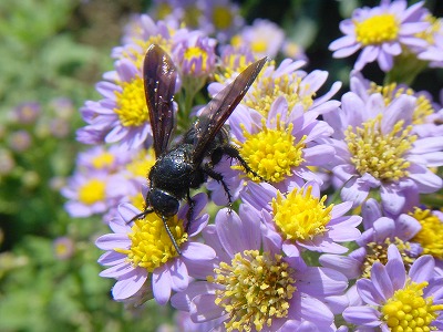 d0019074_994100.jpg