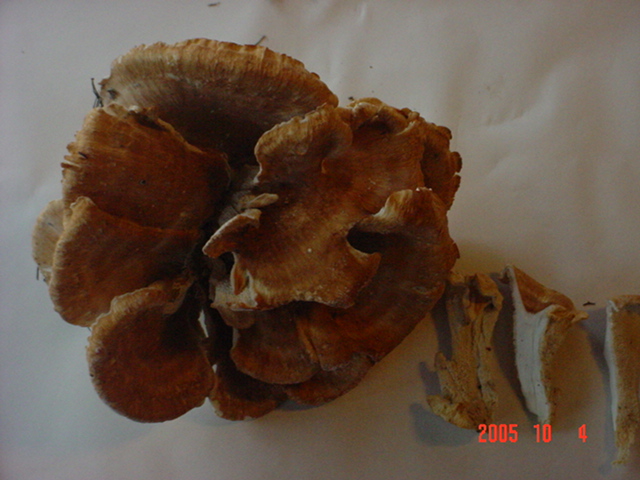 d0027486_22412893.jpg
