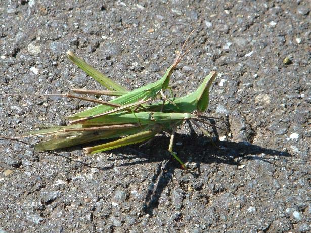二匹の子バッタを背中に乗せたショウリョウバッタ 昆虫ブログ むし探検広場 二匹の子バッタを背中に乗せたショウリョウバッタ 昆虫ブログ むし探検広場
