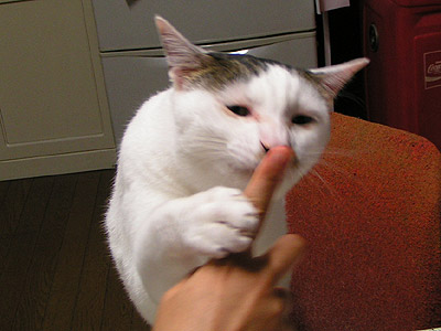 改めて、ヨウカン、プリンに理性を失う……_a0028451_18513437.jpg