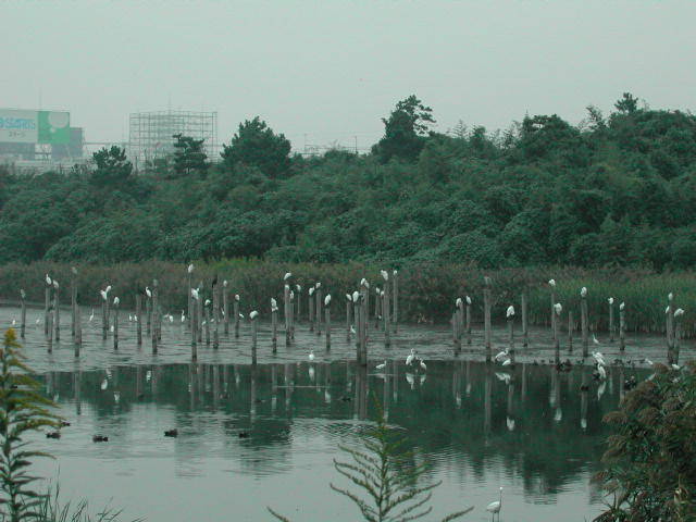 ■鳥類園最新情報・臨時ニュース!_e0046474_1591987.jpg