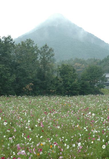 雨の  コスモス_e0075789_15343181.jpg