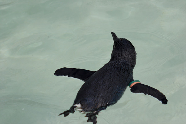 葛西臨海水族館１_e0048701_18235520.jpg