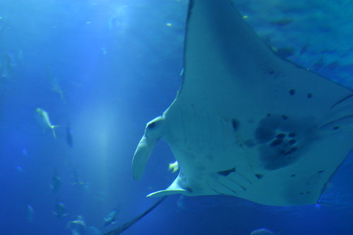 オニイトマキエイ 水族館ふりーく