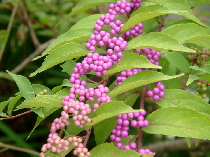 e0076814_044379.jpg