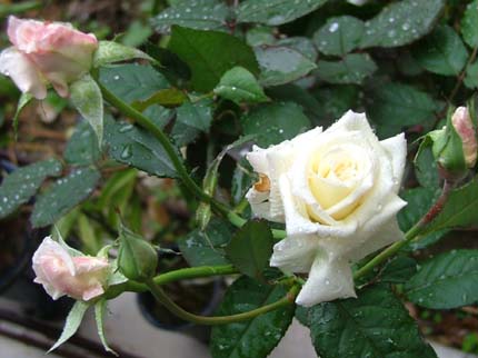 c0045227_0454980.jpg