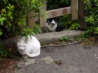 猫、ネコ、ねこ…_e0080345_939880.jpg
