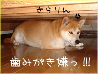 c0060620_33314.jpg