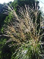 e0016135_081672.jpg