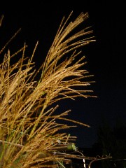 e0016135_10513710.jpg