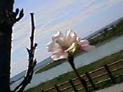 c0027965_01686.jpg