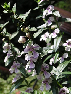 a0035678_1754042.jpg