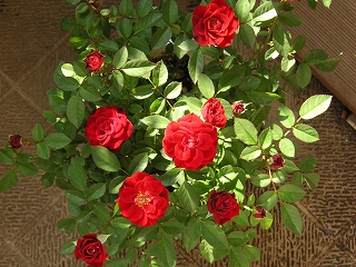 a0035678_1775467.jpg