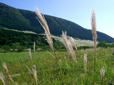 薄 ススキ 花の仲間調べ