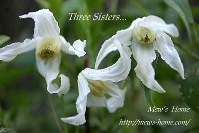 Three Sisters_b0045855_19244629.jpg