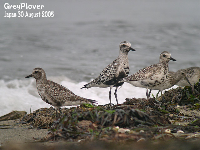 ダイゼン３　Grey Plover 3_c0071489_22265179.jpg