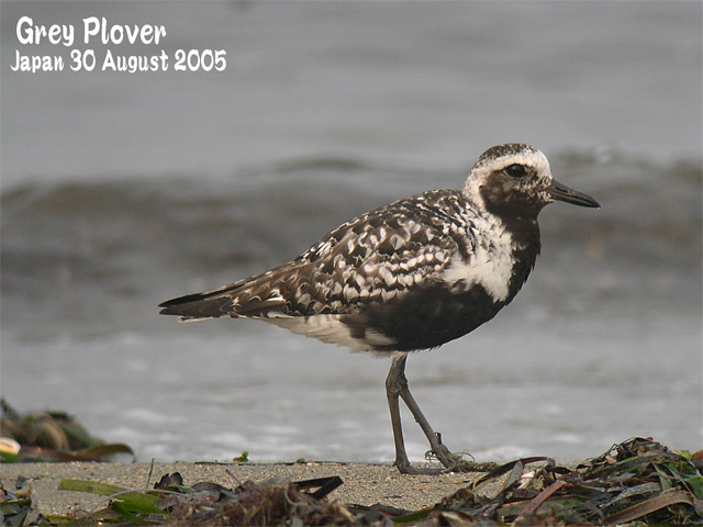 ダイゼン3 Grey Plover 3 : SHORE BIRDS IN JAPAN 日本のシギ、チドリ